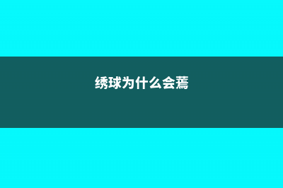 绣球为什么老是蔫叶子 (绣球为什么会蔫)