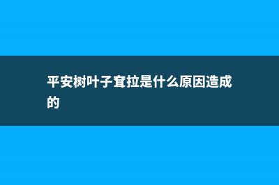 平安树叶子耷拉怎么办 (平安树叶子耷拉是什么原因造成的)