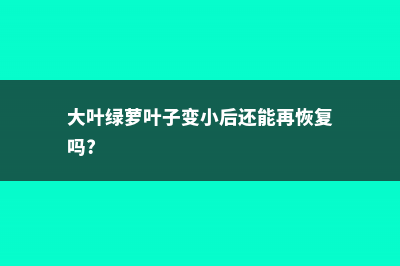 大叶绿萝叶子变小怎么办 (大叶绿萝叶子变小后还能再恢复吗?)