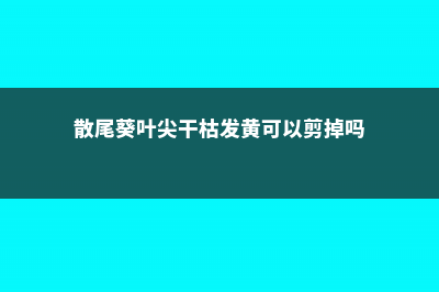 散尾葵叶尖干枯怎么办 (散尾葵叶尖干枯发黄可以剪掉吗)