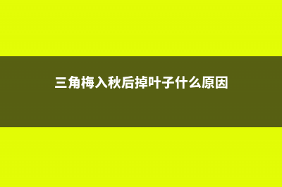 三角梅在秋天总徒长不开花？注意这3点，30天长出小花苞 (三角梅入秋后掉叶子什么原因)