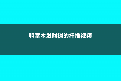 发财树鸭掌木…叶子哗哗掉，还指望它镇宅守业？ (鸭掌木发财树的扦插视频)