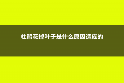 杜鹃花“掉叶”怎么办？做好这5点，盆盆开花满枝头！ (杜鹃花掉叶子是什么原因造成的)