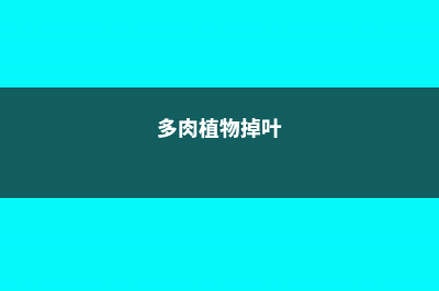 多肉掉叶子是怎么回事 (多肉植物掉叶)