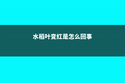 水稻叶子发红怎么治 (水稻叶变红是怎么回事)