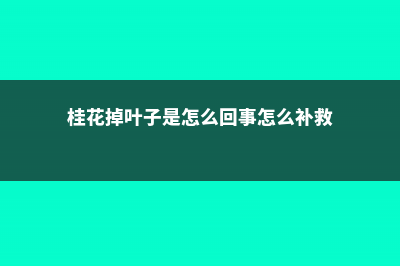 桂花掉叶子是怎么补救 (桂花掉叶子是怎么回事怎么补救)