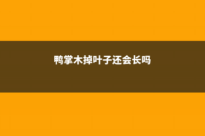 鸭掌木掉叶子怎么解决 (鸭掌木掉叶子还会长吗)