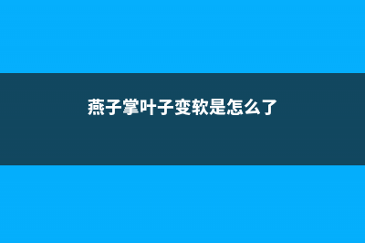 燕子掌叶子变软怎么办 (燕子掌叶子变软是怎么了)