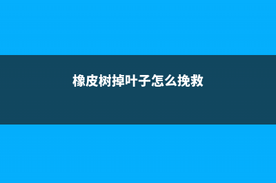 橡皮树掉叶子怎么回事 (橡皮树掉叶子怎么挽救)