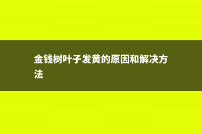 金钱树叶子发黑怎么办 (金钱树叶子发黄的原因和解决方法)