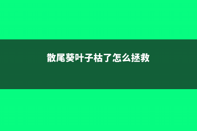 散尾葵卷叶怎么办 (散尾葵叶子枯了怎么拯救)