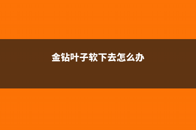 金钻耷拉叶子是怎么回事 (金钻叶子软下去怎么办)