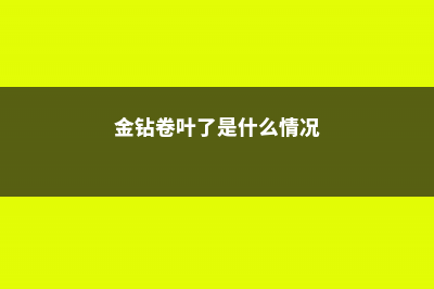 金钻叶子外卷怎么办 (金钻卷叶了是什么情况)