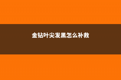 金钻叶子干尖是怎么回事 (金钻叶尖发黑怎么补救)