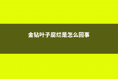 金钻叶子腐烂是怎么回事 (金钻叶子腐烂是怎么回事)