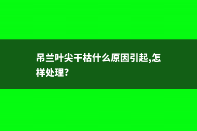 吊兰叶子干尖怎么办 (吊兰叶尖干枯什么原因引起,怎样处理?)