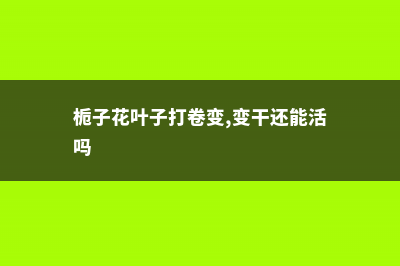 栀子花叶子打卷怎么办 (栀子花叶子打卷变,变干还能活吗)