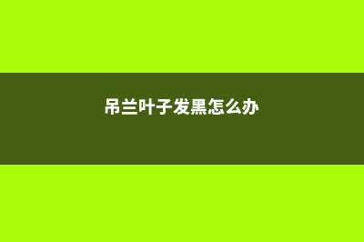 吊兰叶子发黑怎么挽救 (吊兰叶子发黑怎么办)