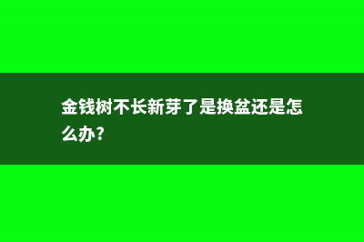 金钱树不长新芽怎么办 (金钱树不长新芽了是换盆还是怎么办?)