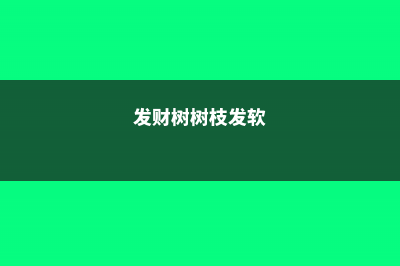 发财树树枝变软怎么办 (发财树树枝发软)