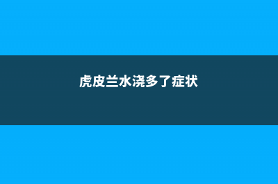 虎皮兰水浇多了怎么办 (虎皮兰水浇多了症状)