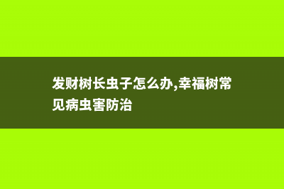 发财树长虫子怎么办 (发财树长虫子怎么办,幸福树常见病虫害防治)