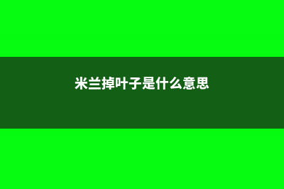 米兰掉叶子是什么原因 (米兰掉叶子是什么意思)