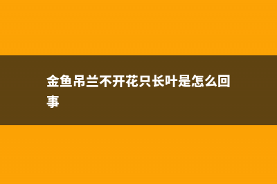 金鱼吊兰不开花怎么办 (金鱼吊兰不开花只长叶是怎么回事)