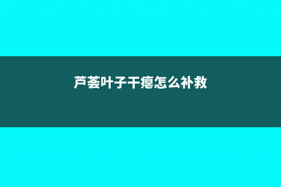 芦荟叶子干瘪怎么办 (芦荟叶子干瘪怎么补救)