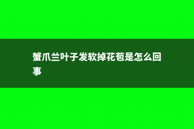 蟹爪兰叶子发软怎么办 (蟹爪兰叶子发软掉花苞是怎么回事)