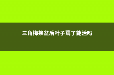 三角梅换盆后叶子蔫了怎么办 (三角梅换盆后叶子蔫了能活吗)