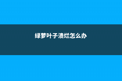 绿萝叶子烂了怎么办 (绿萝叶子溃烂怎么办)