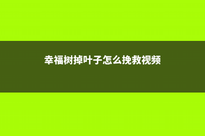 幸福树掉叶子怎么挽救 (幸福树掉叶子怎么挽救视频)