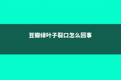 豆瓣绿叶子开裂怎么处理 (豆瓣绿叶子裂口怎么回事)