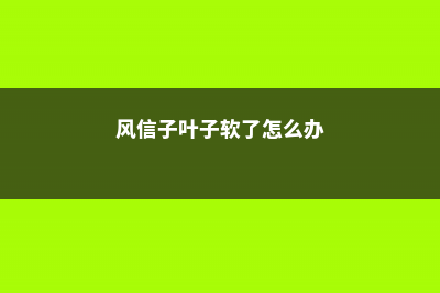 风信子叶子蔫了怎么办 (风信子叶子软了怎么办)