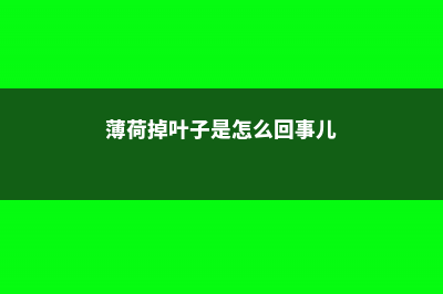 薄荷掉叶子是怎么回事 (薄荷掉叶子是怎么回事儿)