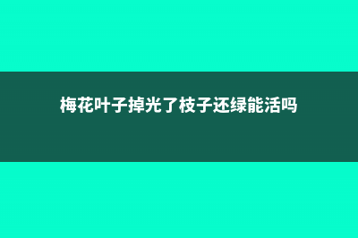 梅花掉叶子是什么原因 (梅花叶子掉光了枝子还绿能活吗)