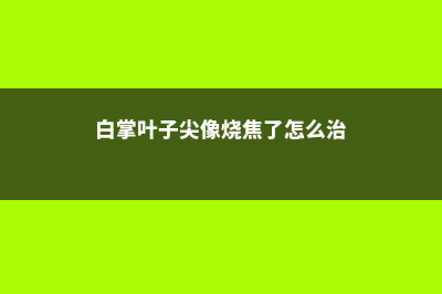 白掌叶子尖像烧焦了怎么办 (白掌叶子尖像烧焦了怎么治)