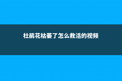 杜鹃花枯萎了怎么救活 (杜鹃花枯萎了怎么救活的视频)