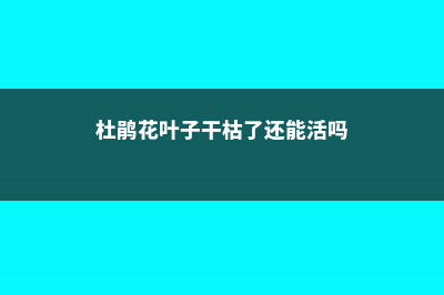 杜鹃花叶子干枯怎么办 (杜鹃花叶子干枯了还能活吗)