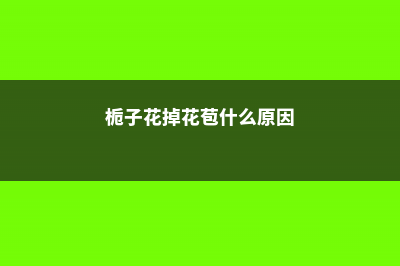 栀子花只长花苞不开花怎么办 (栀子花掉花苞什么原因)