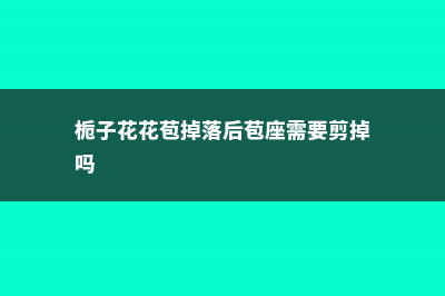 栀子花花苞掉落怎么办 (栀子花花苞掉落后苞座需要剪掉吗)