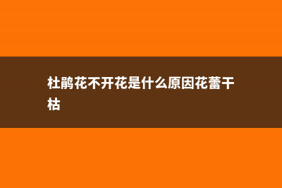 杜鹃不开花是什么原因 (杜鹃花不开花是什么原因花蕾干枯)