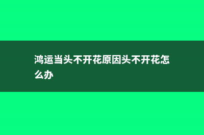 鸿运当头不开花怎么办 (鸿运当头不开花原因头不开花怎么办)