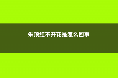 朱顶红不开花是什么原因 (朱顶红不开花是怎么回事)