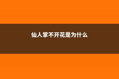 仙人掌不开花是怎么回事 (仙人掌不开花是为什么)