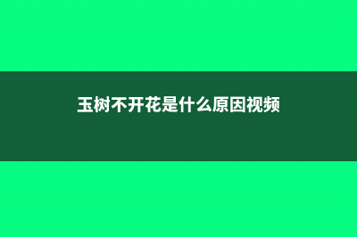 玉树不开花是什么原因 (玉树不开花是什么原因视频)