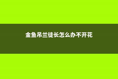 金鱼吊兰徒长怎么办 (金鱼吊兰徒长怎么办不开花)