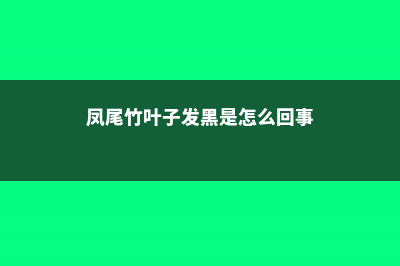 凤尾竹叶子发黑怎么办 (凤尾竹叶子发黑是怎么回事)