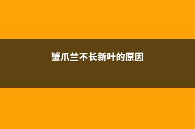 蟹爪兰不长新叶怎么办 (蟹爪兰不长新叶的原因)